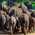 Udawalawe - Elephant Transit Home